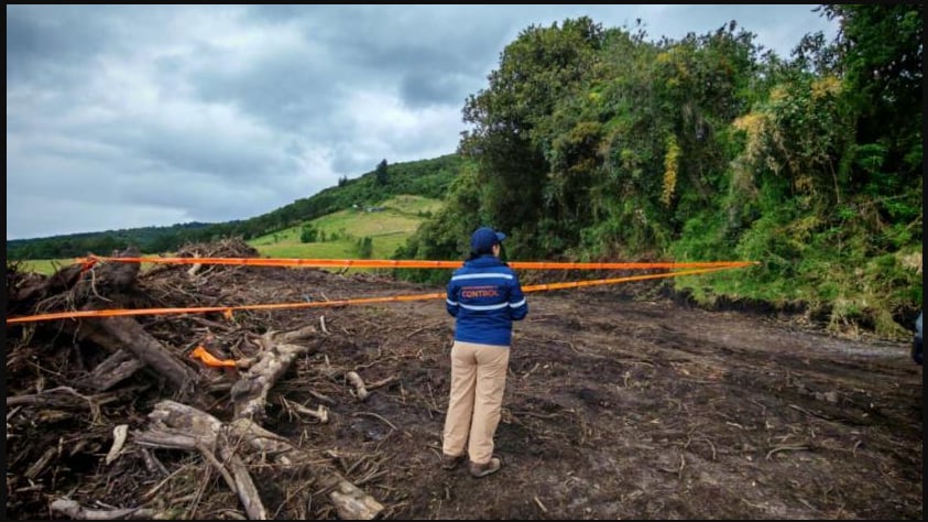 Tala de árboles nativos en Guamaní
