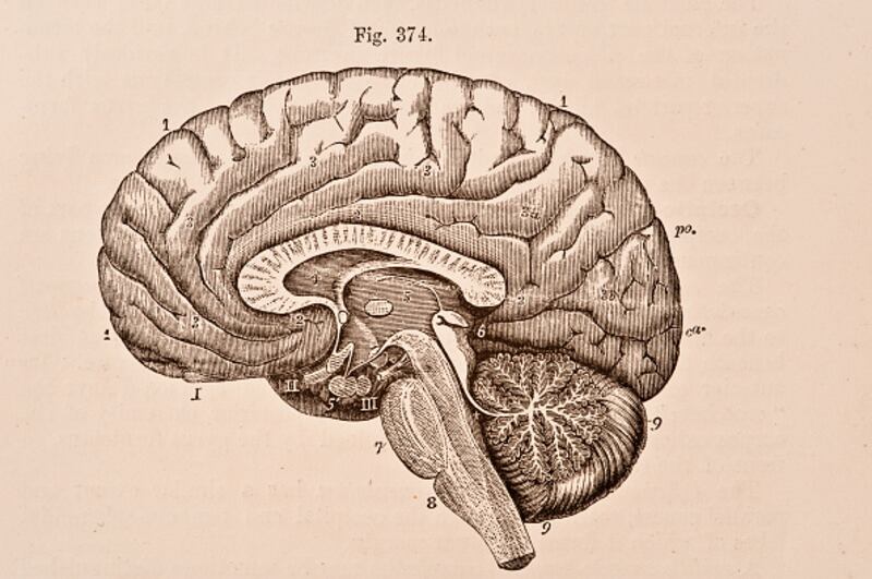 Tu cerebro se está devorando a sí mismo por la falta de sueño
