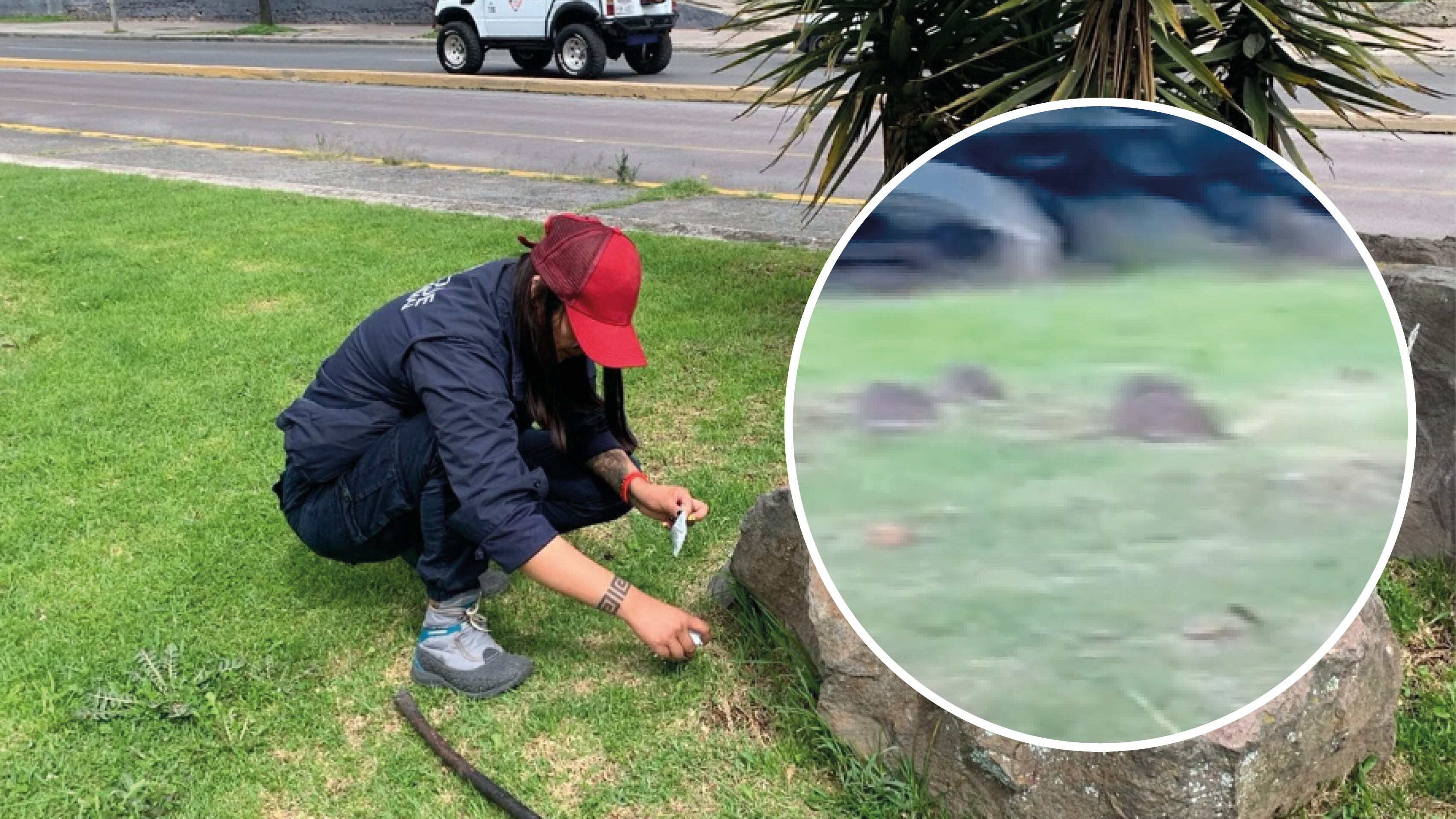 Plaga de ratas en Quito