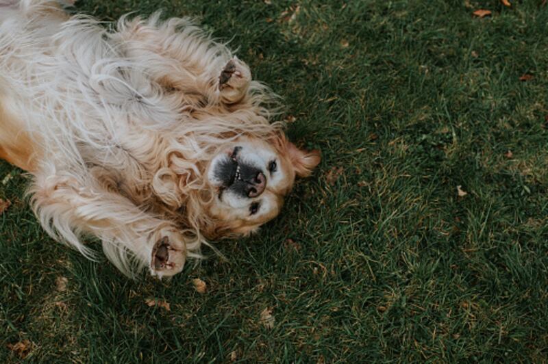 Nombres extraños para perros