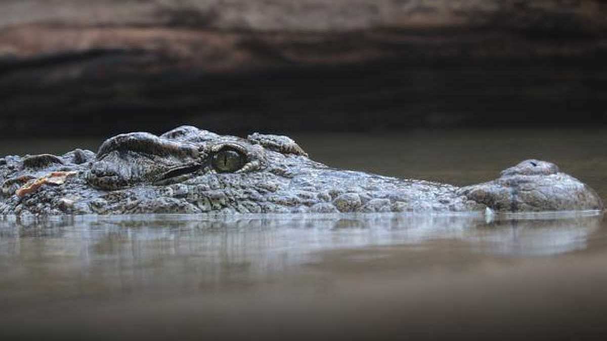 Una anciana pierde la vida, tras ser atacada por dos caimanes en un estanque.