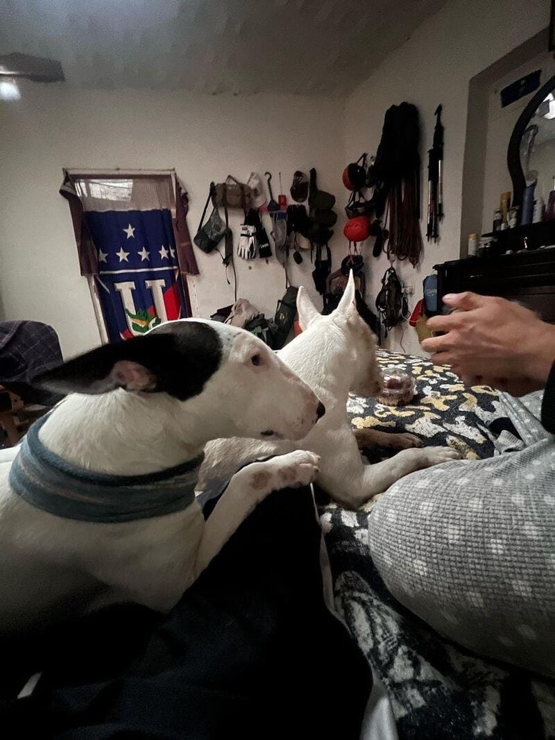 Bulldog terrier albina está desaparecida en Quito