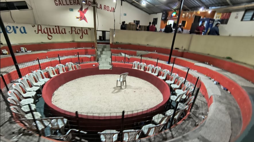 Apostaban hasta USD 200 y se promocionaban en redes: clausuran gallera clandestina en Quito