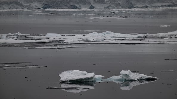 El tiburón de Groenlandia vive en las profundidades del océano Ártico