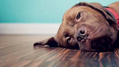 Fundación de rescate de animales necesita ayuda económica