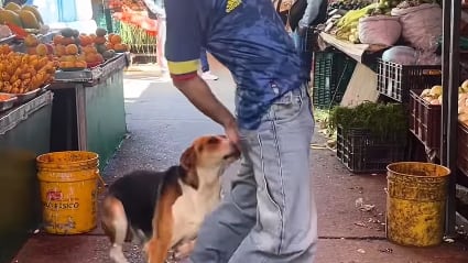VIDEO: Influencer colombiano es mordido por un perro mientras bailaba la canción del Mundial 2026 - Fuente: @dilanforero_