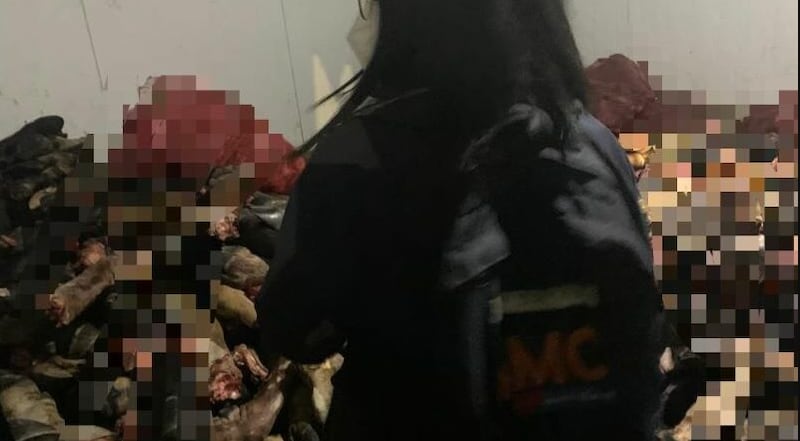 Seis toneladas de carne de cerdo fueron retenidas en un camal clandestino al sur de Quito