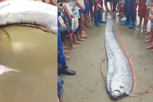 Alerta por la aparición de un pez remo de 3 metros en Tumbes, Perú