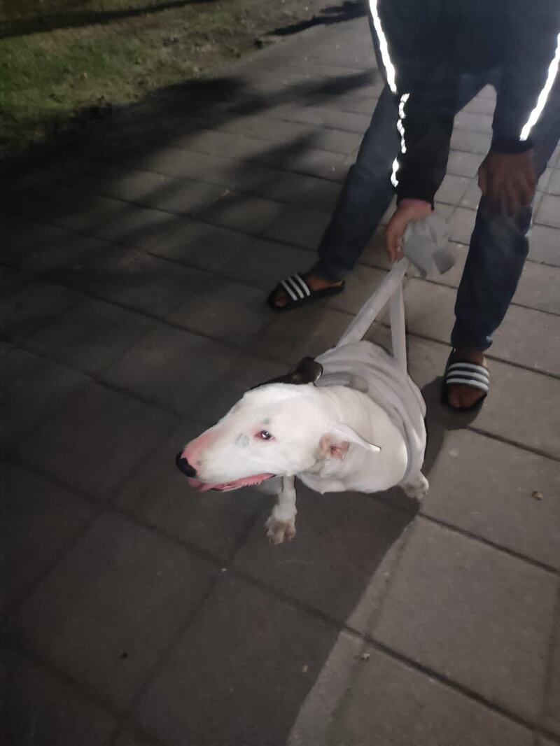 Bulldog terrier albina está desaparecida en Quito