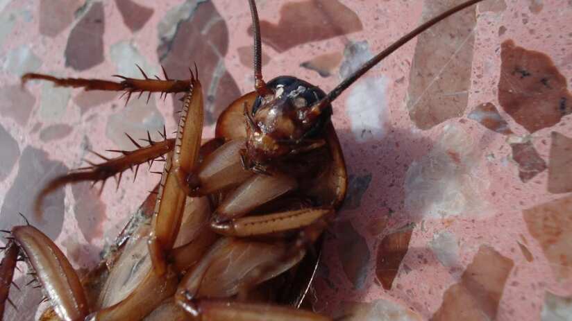 ¡Adiós cucarachas! Aprende cómo evitarlas con estas 3 recomendaciones