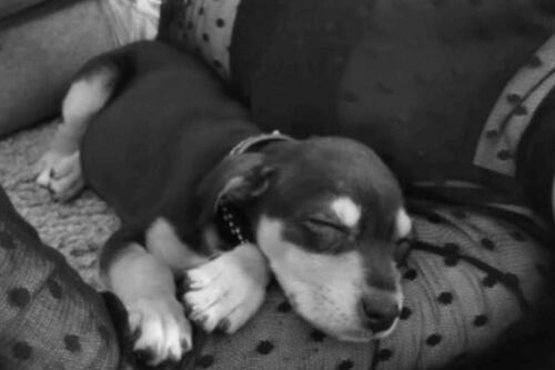 ¡Desgarradoras imágenes! Joven asesinó a la perrita de su novia a golpes