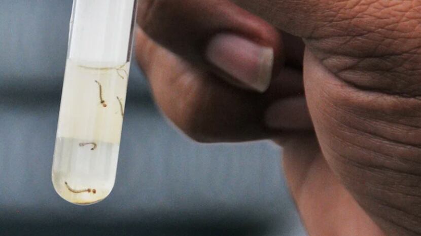 Imagen tomada del sitio de la Organización Panamericana de la Salud