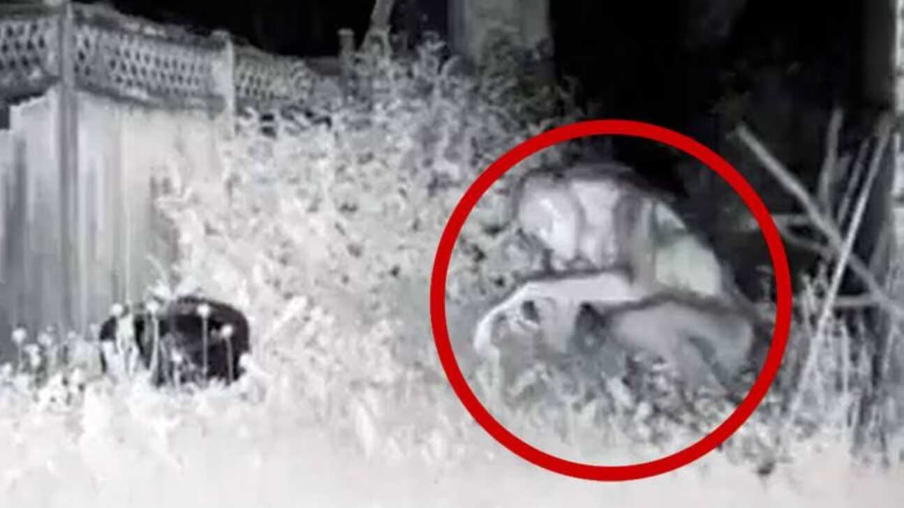 Sale a la luz imágenes del supuesto extraterrestre que aterrizó en Las Vegas