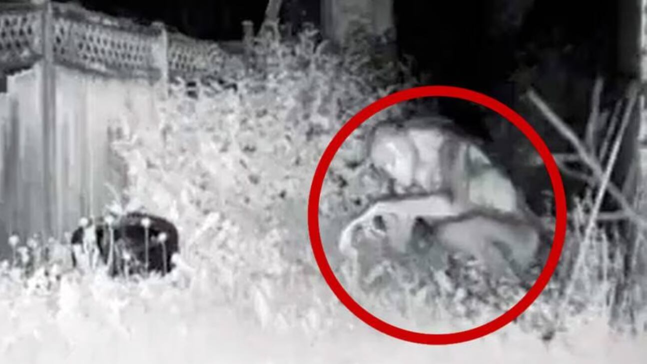 Sale a la luz imágenes del supuesto extraterrestre que aterrizó en Las Vegas