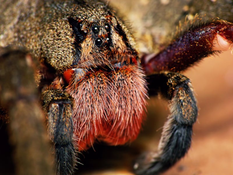 La especie de araña, que una mordida, provoca erecciones de 6 horas