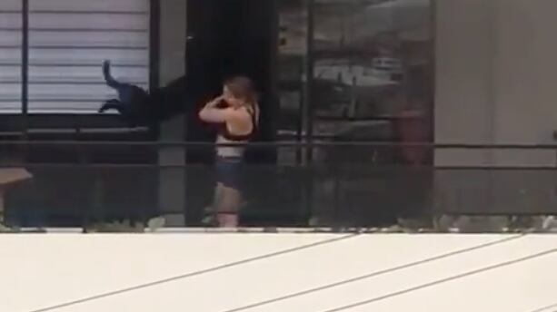 "Maltrato animal en Quito".