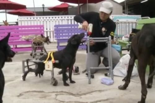 Taiwanés hace sillas de ruedas para perros con tuberías