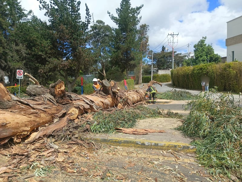Un árbol de gran tamaño cayó en la avenida Oswaldo Guayasamín