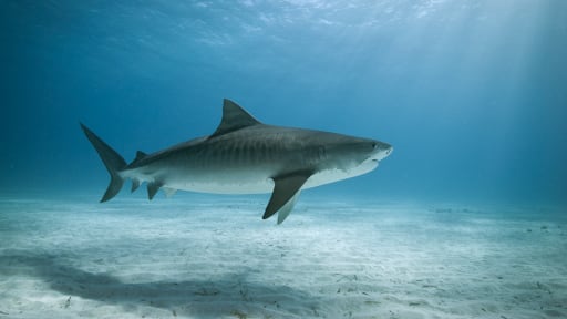 Tiburón tigre