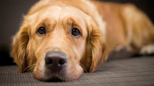 Nombres extraños para perros