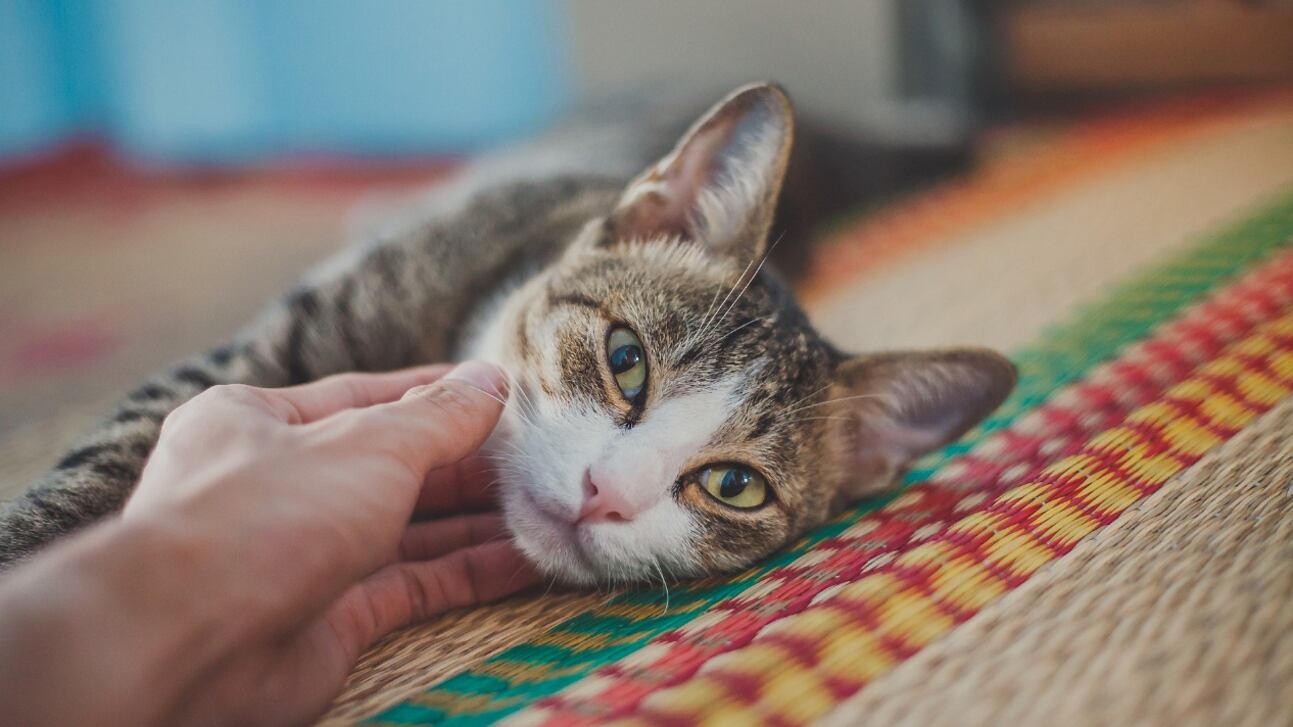 cuide gatos y gane en dólares