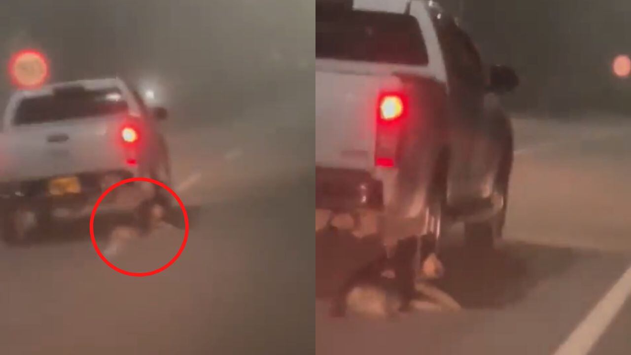 Una atrocidad se cometió con este perrito