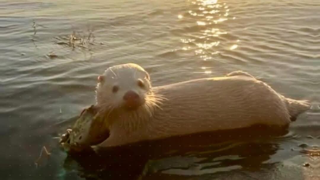 ¡Insólito! Lobo de río albino es descubierto en Puerto Buey, Santa Elena - Fuente: @filonewsOK