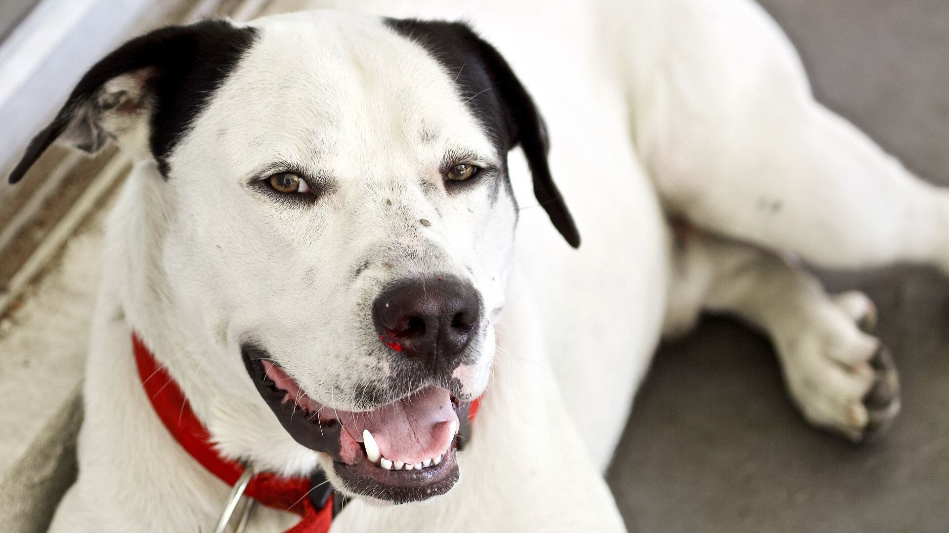 Familia de supuesto ladrón pide que lo sacrifiquen