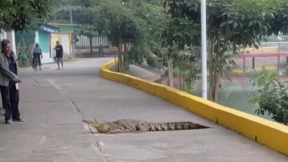 Video del hombre que ahuyentó a un cocodrilo genera gran revuelo en redes sociales