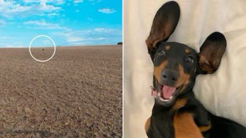 Valerie, la perrita salchicha que sobrevivió 16 meses sola en una isla de Australia