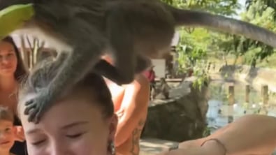 Famosa influencer fue atacada por monos durante sus vacaciones en Tailandia - Fuente: Foto de @juliabeautx