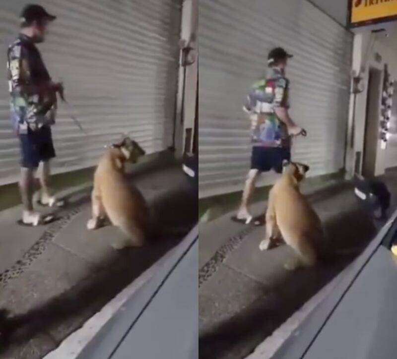 Captan a hombre paseando a una leona por calles de Puerto Vallarta