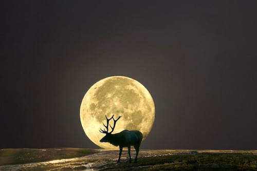 Luna del Cazador en Ecuador: Será la penúltima de 2024 y podrá verse con un tono anaranjado