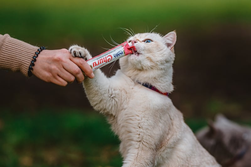 Gato