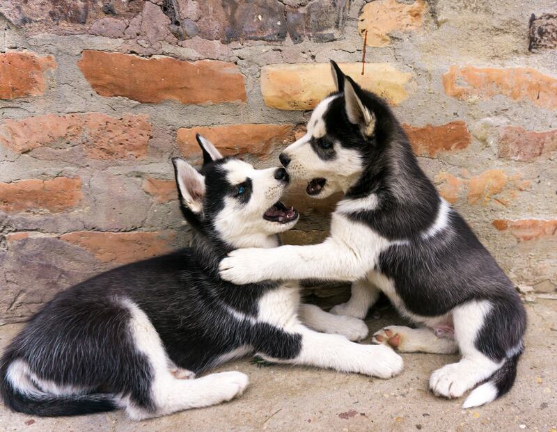 Las mascotas forman parte del núcleo familiar.