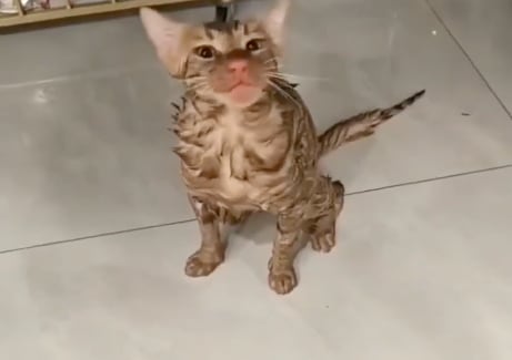 Video viral muestra al felino mojado y aturdido luego de sobrevivir a un ciclo de lavado accidental.