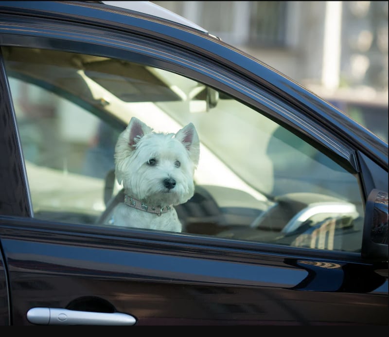 Animales dentro de vehículos
