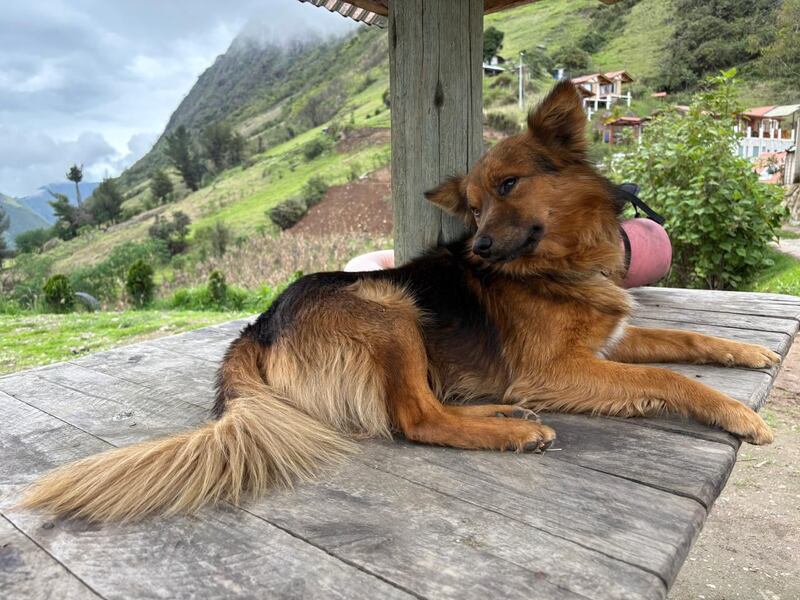 Hachi, el perrito que salvó a Lucas en el Cerro Puñay