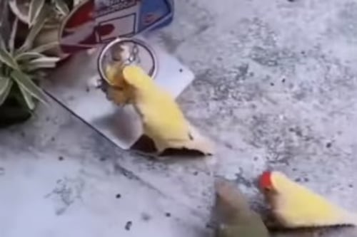 Video viral de unos pericos jugando basquetbol que la rompe en redes sociales