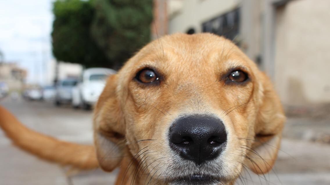 Un perro callejero mira directamente a la cámara.
