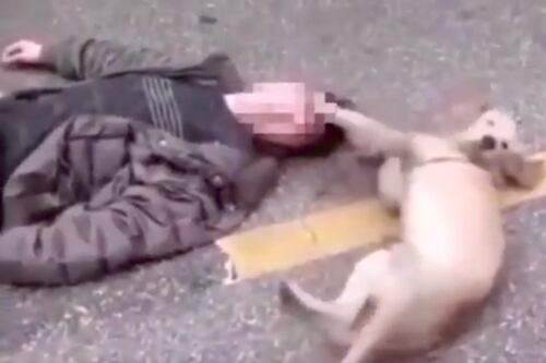 ¡Conmovedor video! Perro trata de despertar a su dueño desmayado en plena calle