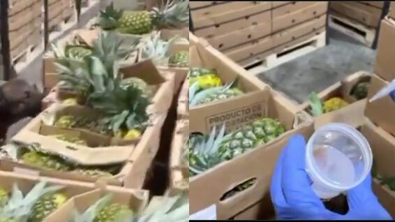 Droga a Europa desde Ecuador