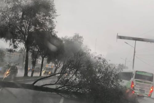 Persona falleció tras caída de un árbol sobre un vehículo en la avenida Simón Bolívar