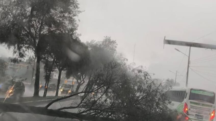 Persona falleció tras caída de un árbol sobre un vehículo en la avenida Simón Bolívar