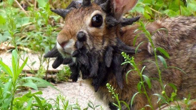 Conejos con “tentáculos” en la cabeza: ¿qué son y por qué están apareciendo en EE. UU.?