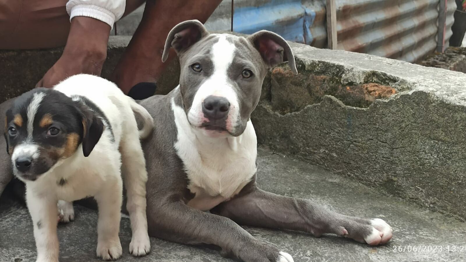 Unidad de Bienestar Animal