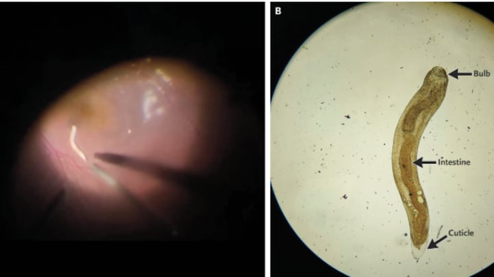 Imagen de New England Journal of Medicine