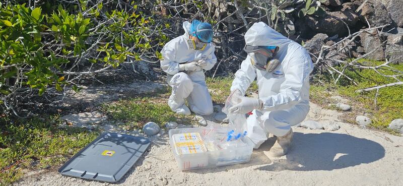 Acciones y toma de muestras ante la gripe aviar en Galápagos