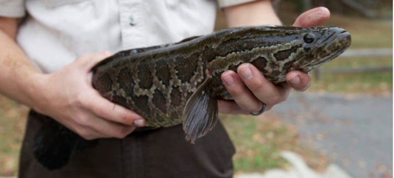 El primer avistamiento del pez cabeza de serpiente en Estados Unidos se registró en 2002 en un estanque de Maryland