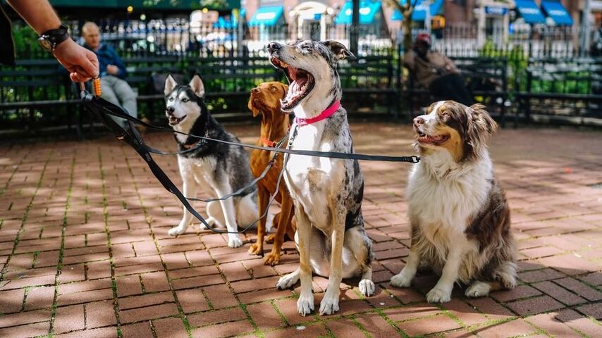 Los perros son de las mascotas más adorables
